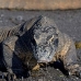 dragon_komodo_hsb_rinca_v_1516_kom3861.jpg
